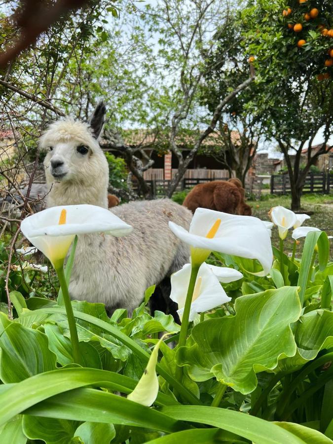 Nariz Monte Frio Alpacas 빌라 외부 사진
